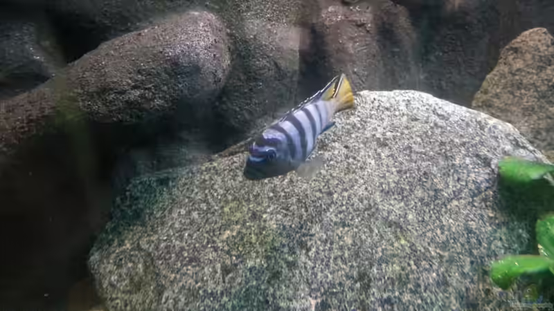 Ps.elongatus mpanga Bock von Udo Lehr (29)