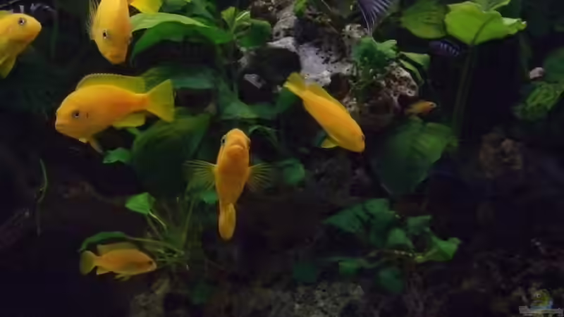 Ps msobo magunga Gruppe von Frank Seifarth (11)