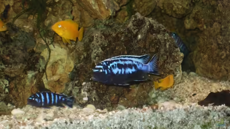 Ps msobo magunga Männchen von Frank Seifarth (12)