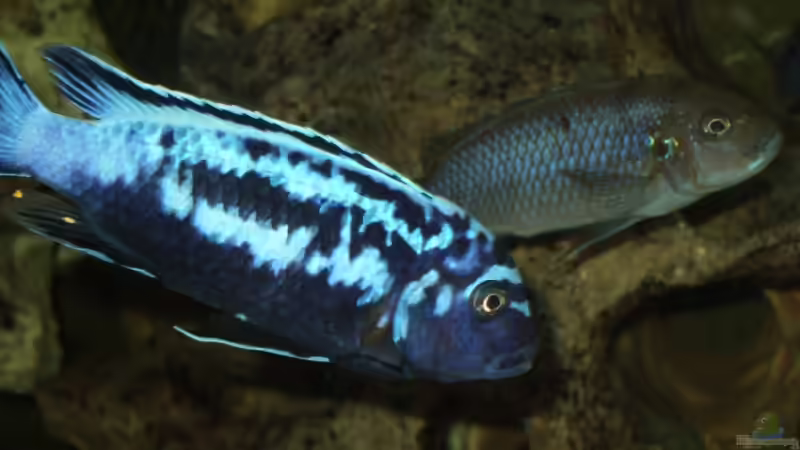 Ps msobo magunga Männchen von Frank Seifarth (27)