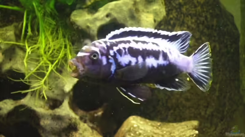 Ps msobo magunga Männchen von Frank Seifarth (29)