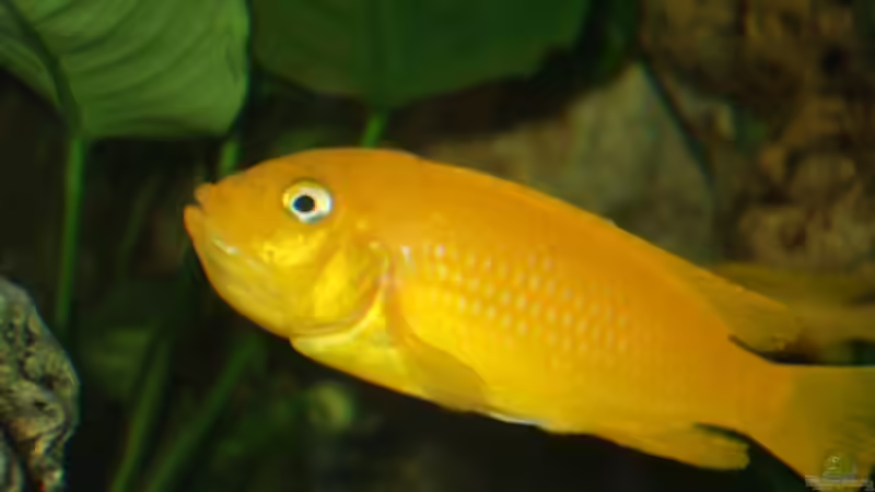 Ps msobo magungaWeibchen mit Brut von Frank Seifarth (25)