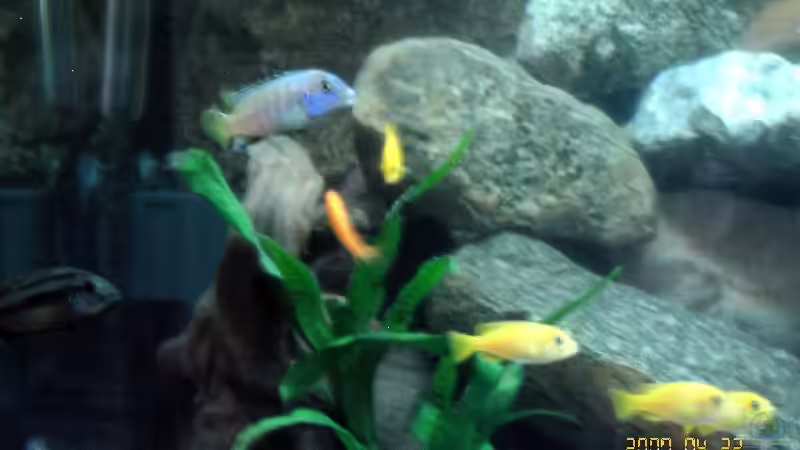 Ps.Saulosi mit seinen ´Weibern´ von Steffen Gebert (16)