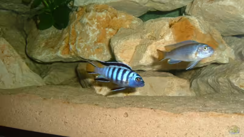 Pseodotropheus elongatus mpanga von Andreas Gassner (8)