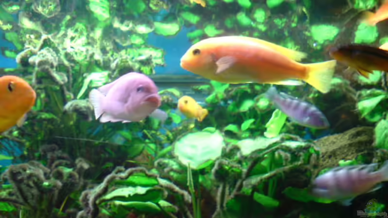 Einrichtungsbeispiele mit Metriaclima / Pseudotropheus lombardoi (Lilienmaulbrüter)