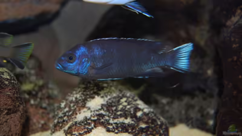 Pseud. acei ngara von Roland Elsenbruch (34)