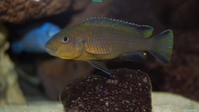 Pseud. cyaneus von Roland Elsenbruch (33)