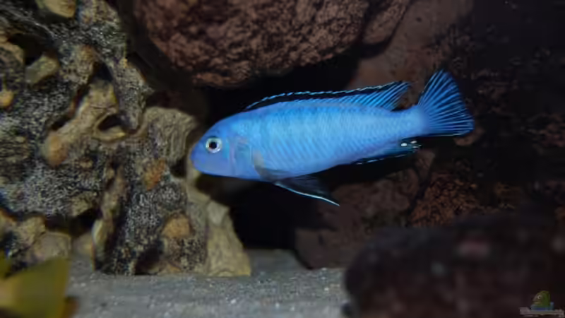 Pseud. socolofi von Roland Elsenbruch (30)