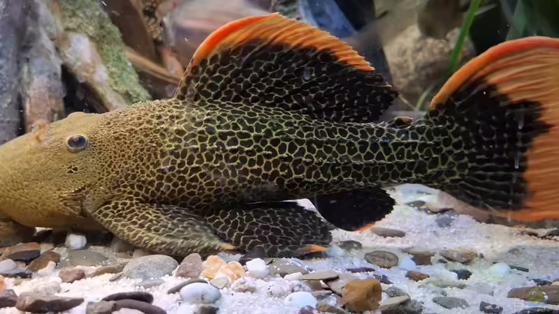Pseudacanthicus leopardus, ca. 30 cm von Agua viva (51)