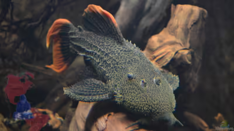 Aquarien mit Pseudacanthicus cf. leopardus (L 114)