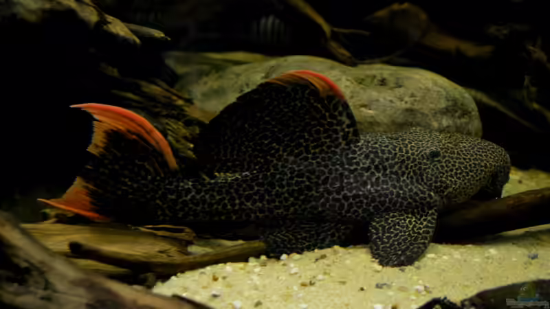 Pseudacanthicus sp. ´L 114´, der grössere meiner beiden Leopardkaktuswelse von GGuardiaNN (101)