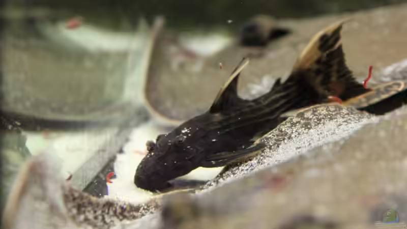 Pseudacanthicus sp. von AlexDhc (39)