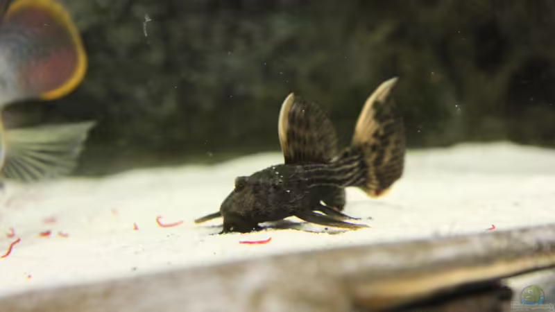 pseudacanthicus sp. von AlexDhc (41)