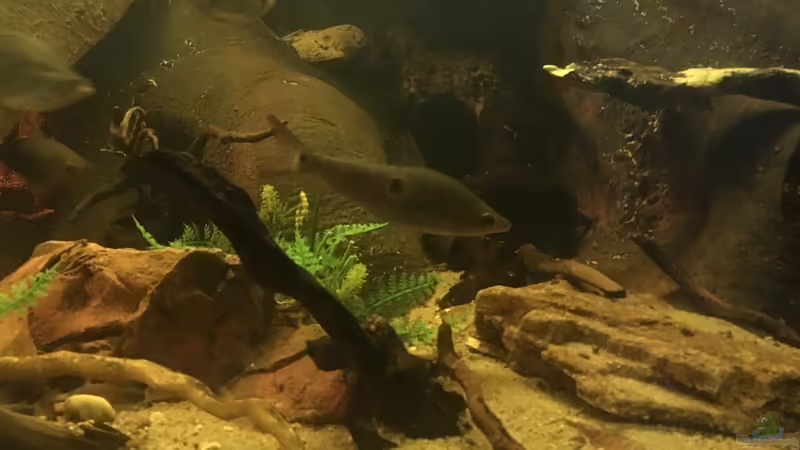 Pseudanos  von Hedylein (17)