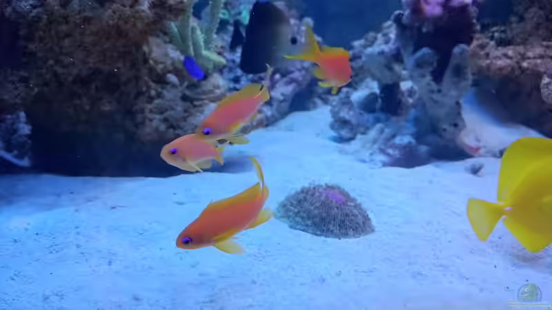 Pseudanthias squamipinnis Juwelen Fahnenbarsch von ~Elena~ (15)