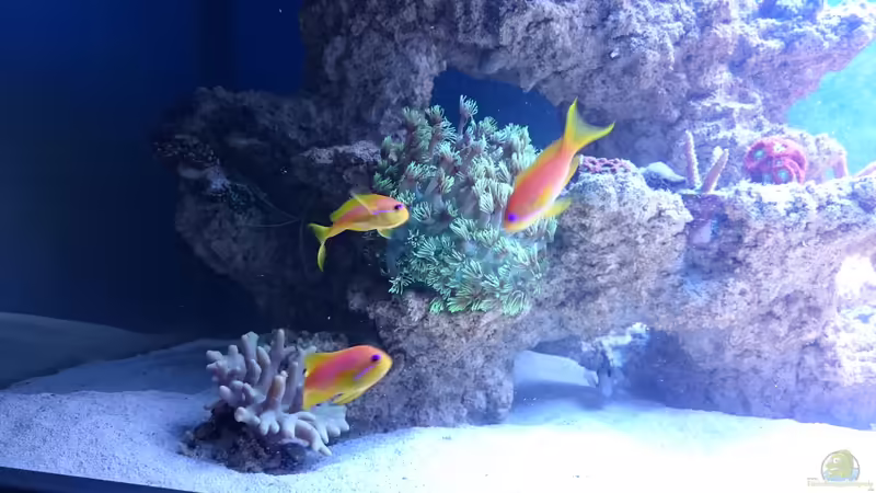 Pseudanthias squamipinnis Juwelen Fahnenbarsch von ~Elena~ (28)