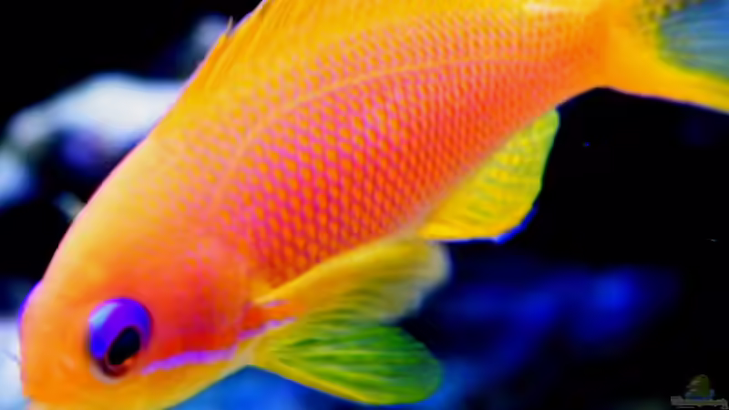 Pseudanthias squamipinnis von Malawigo (87)