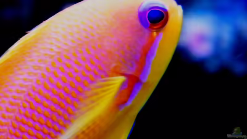 Pseudanthias squamipinnis von Malawigo (88)