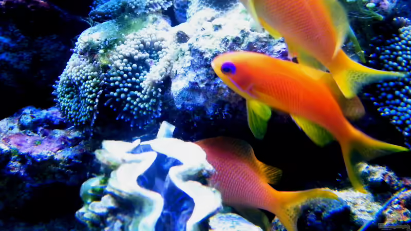 Pseudanthias squamipinnis von Malawigo (90)