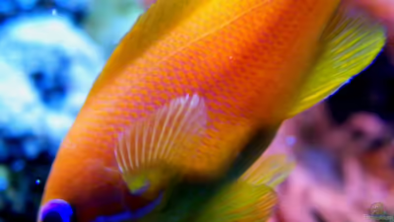 Pseudanthias squamipinnis von Malawigo (91)