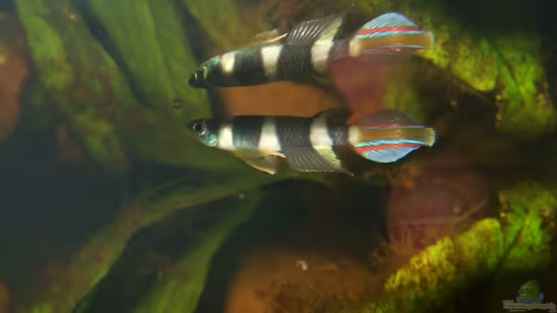 Pseudepiplatys annulatus Männchen mit Blitz von Alex Stark (9)