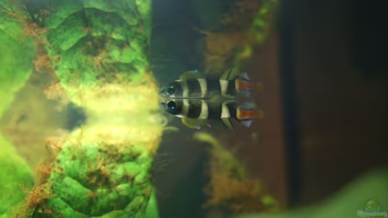 Pseudepiplatys annulatus Männchen von Alex Stark (10)