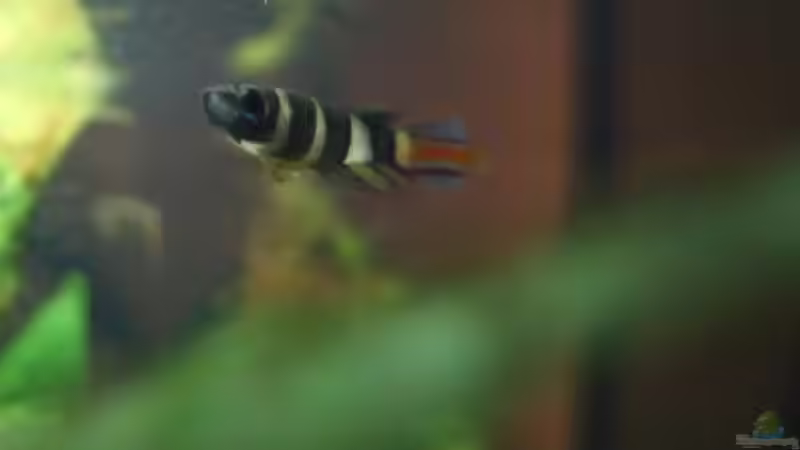 Pseudepiplatys annulatus Männchen von Alex Stark (11)