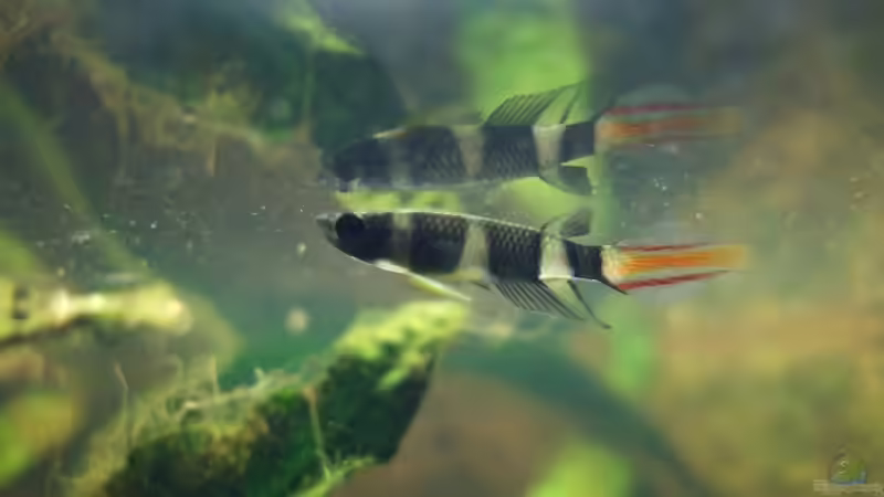 Einrichtungsbeispiele für die Haltung von Epiplatys annulatus (Zwerg-Ringelhechtling) im Aquarium