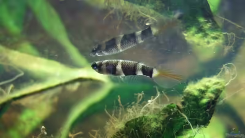Einrichtungsbeispiele für die Haltung von Epiplatys annulatus (Zwerg-Ringelhechtling) im Aquarium