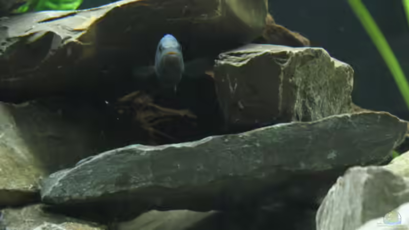 Pseudo- Männchen von Zonk (5)