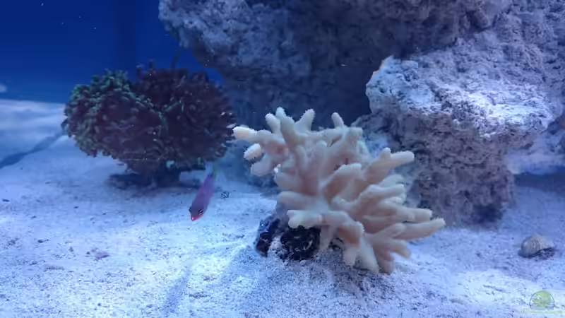 Pseudocheilinus hexataenia - Sechsstreifen Lippfisch von ~Elena~ (20)