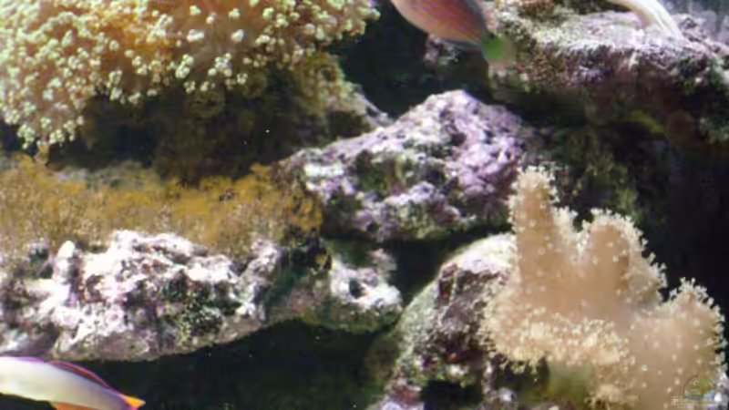 Aquarien mit Pseudocheilinus hexataenia (Sechsstreifen-Lippfisch)