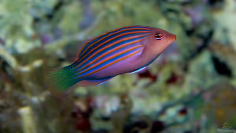 Aquarien mit Pseudocheilinus hexataenia (Sechsstreifen-Lippfisch)
