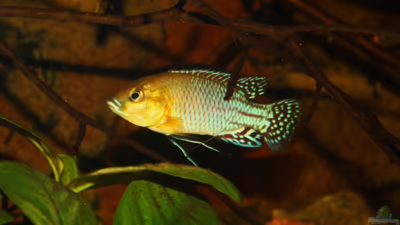 Pseudocrenilabrus nicholsi -Männchen von Florian Bandhauer (76)