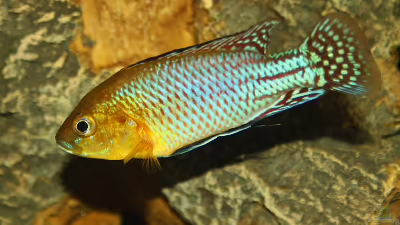 Pseudocrenilabrus nicholsi -Male/Männchen von Florian Bandhauer (78)