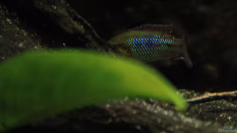 Aquarien mit Pseudocrenilabrus nicholsi (Kongo-Zwergmaulbrüter)