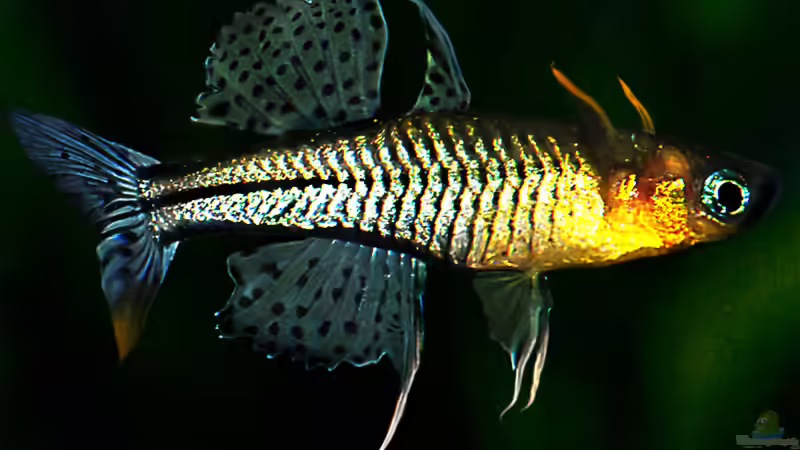 Pseudomugil ARU II von -Der Österreicher- (20)