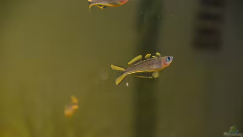 Pseudomugil furcatus (m) beim Imponieren von Dominik (27)