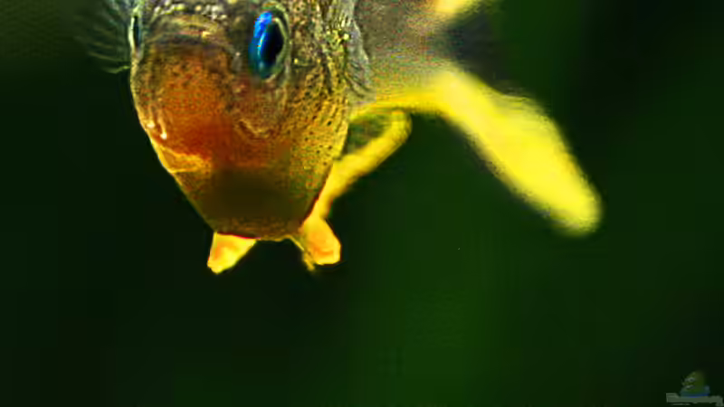 Pseudomugil furcatus von -Der Österreicher- (29)