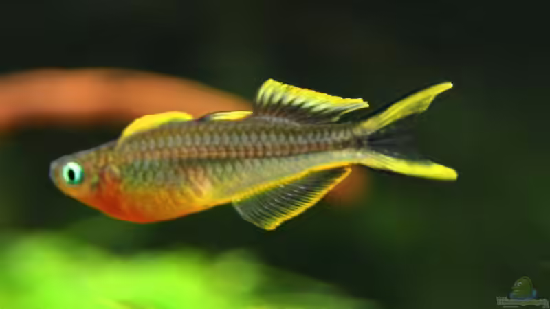 Pseudomugil furcatus von -Der Österreicher- (4)