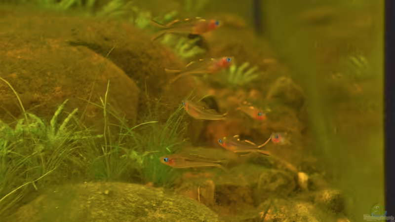 Pseudomugil furcatus von Dominik (20)