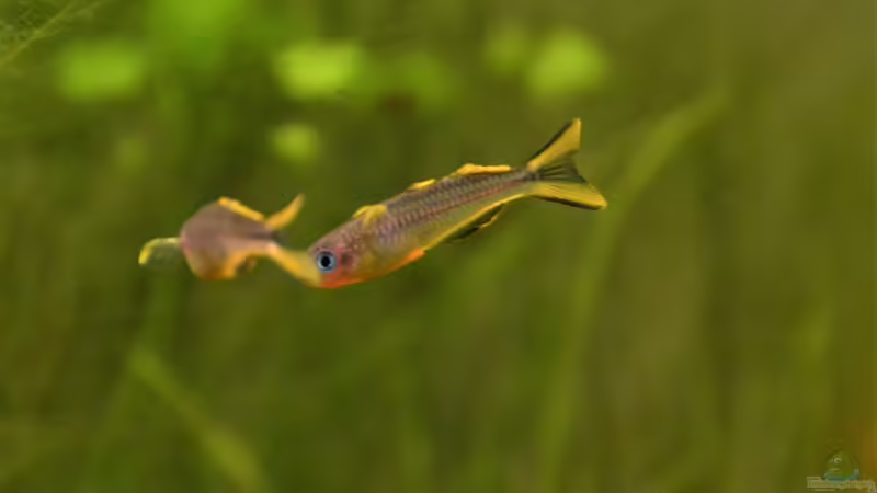 Pseudomugil furcatus von Dominik (26)