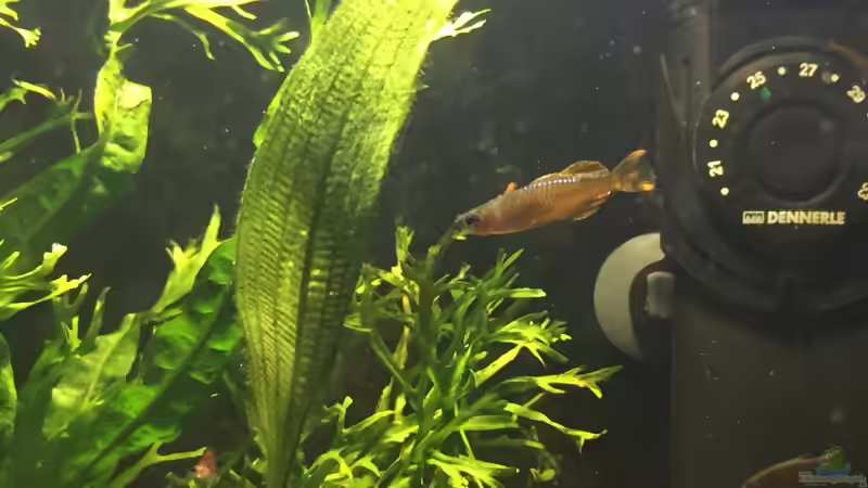 Pseudomugil furcatus von Felix Krause (7)