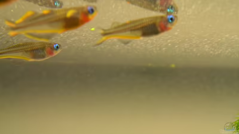 Pseudomugil furcatus von Fredo Fuss (13)