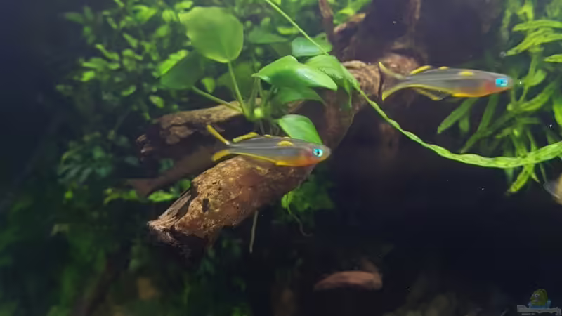 Pseudomugil furcatus von YoshiMaus (30)