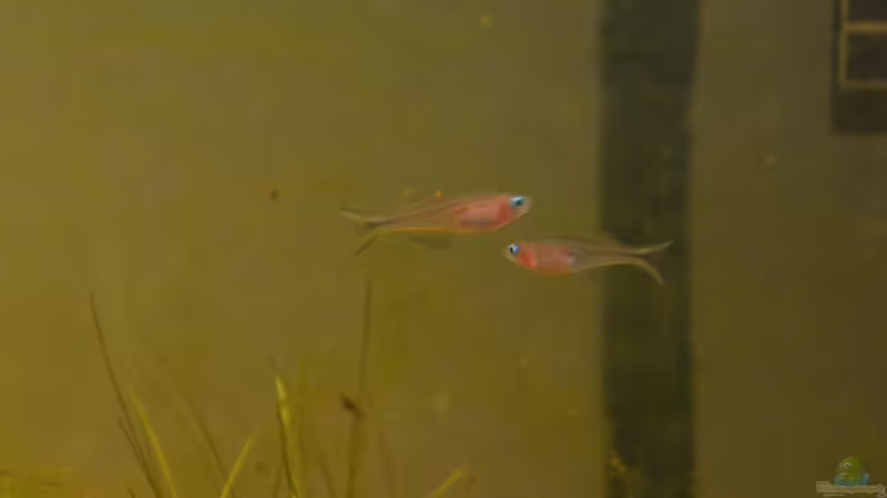 Pseudomugil furcatus (w) von Dominik (21)