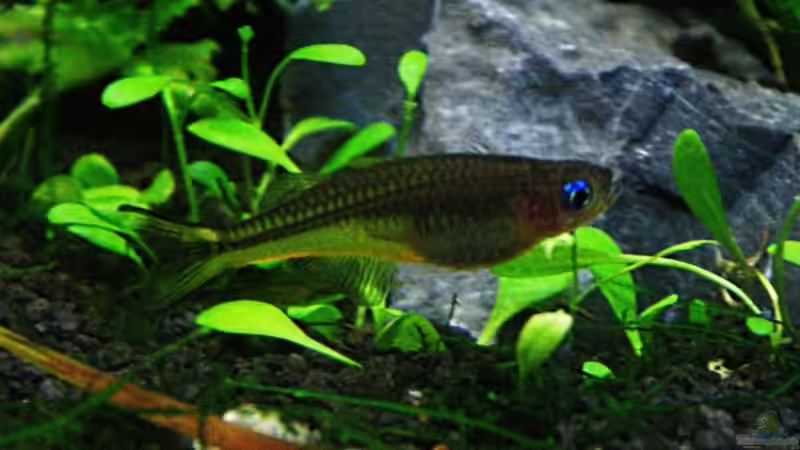 Pseudomugil Furcatus Weibchen von Arami Gurami (19)