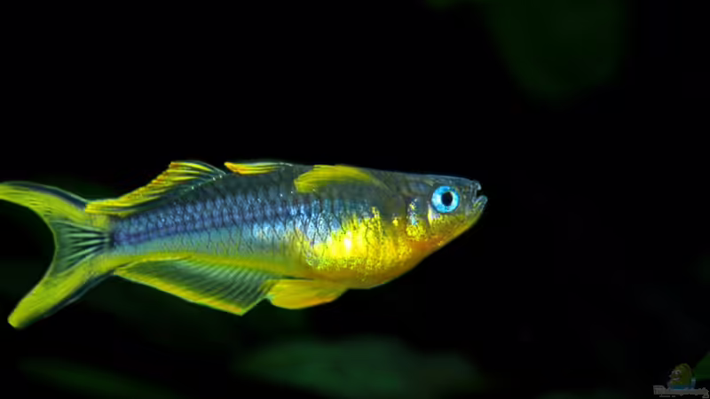 Aquarien mit Pseudomugil furcatus (Gabelschwanz-Blauauge)