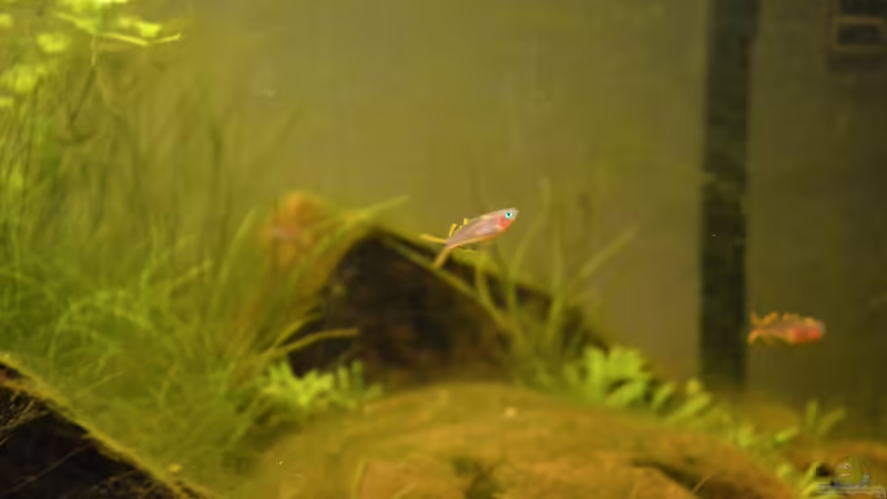 Aquarien mit Pseudomugil furcatus (Gabelschwanz-Blauauge)