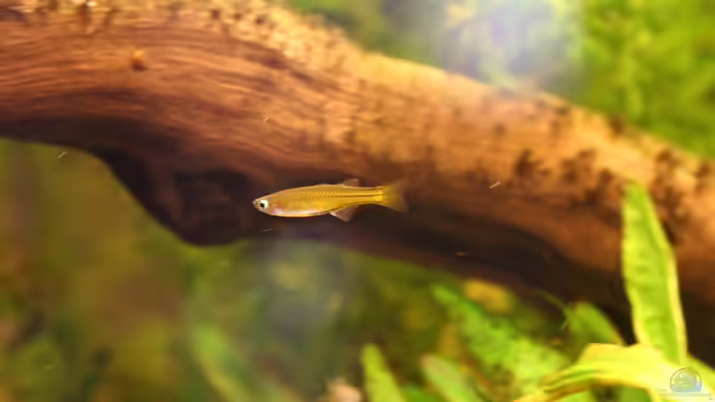 Pseudomugil gertrudae - Blauauge-Weibchen von Andrea Rüter (27)